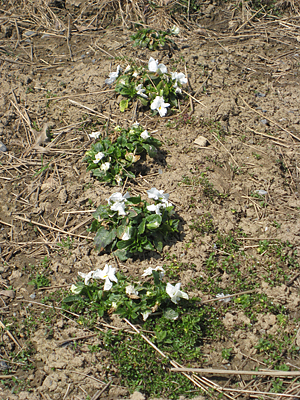 pansy mulched